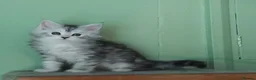 Maine Coon cats for sale: Pure Maine Coons Kittens For Sale - Advert 6