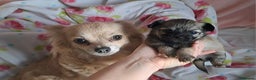 Chihuahua dogs for sale: Long Coat Chihuahua puppies for sale - Advert 6