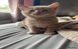 British Shorthair cats for sale: British shorthair X munchkin  - Image 1