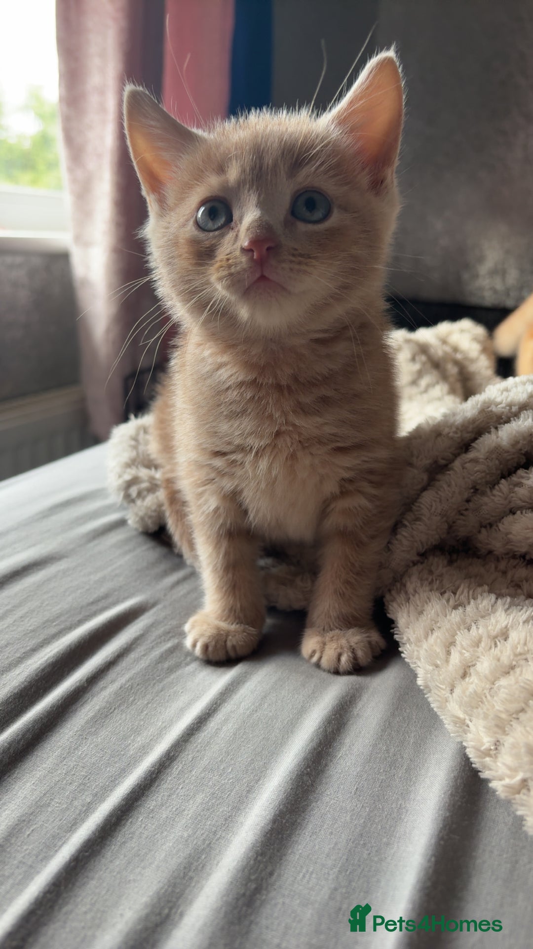 British Shorthair cats for sale: British shorthair X munchkin  - Image 1