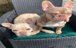 French Bulldog dogs for stud: Now FBCE GOLD! x OFFER- Fertility package inc in Matlock - Image 21