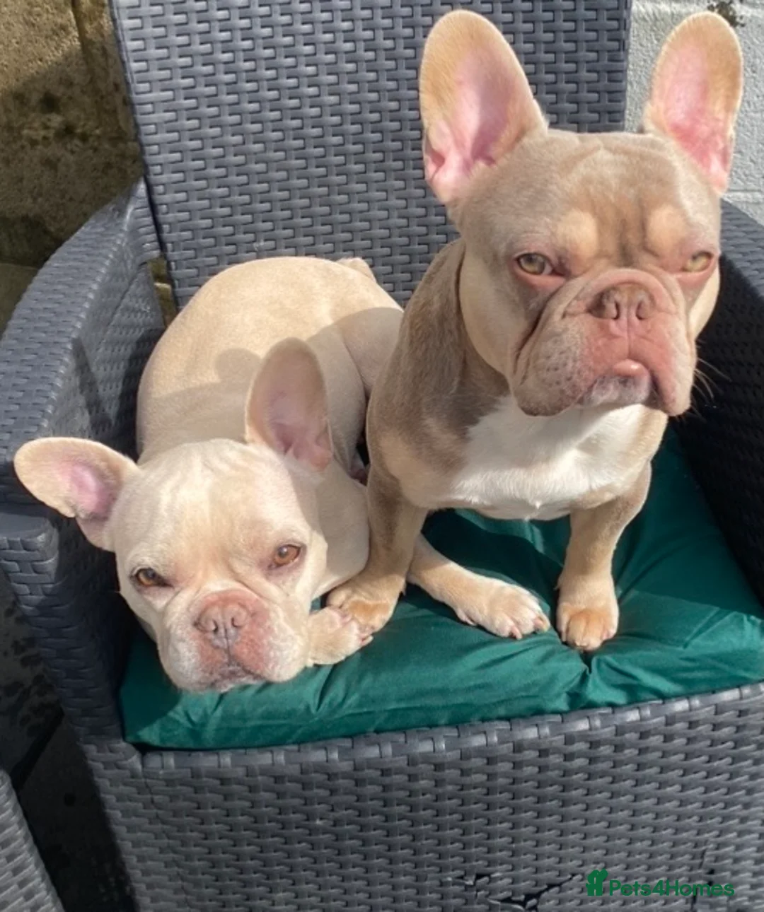 French Bulldog dogs for stud: Now FBCE GOLD! x OFFER- Fertility package inc - Advert 21