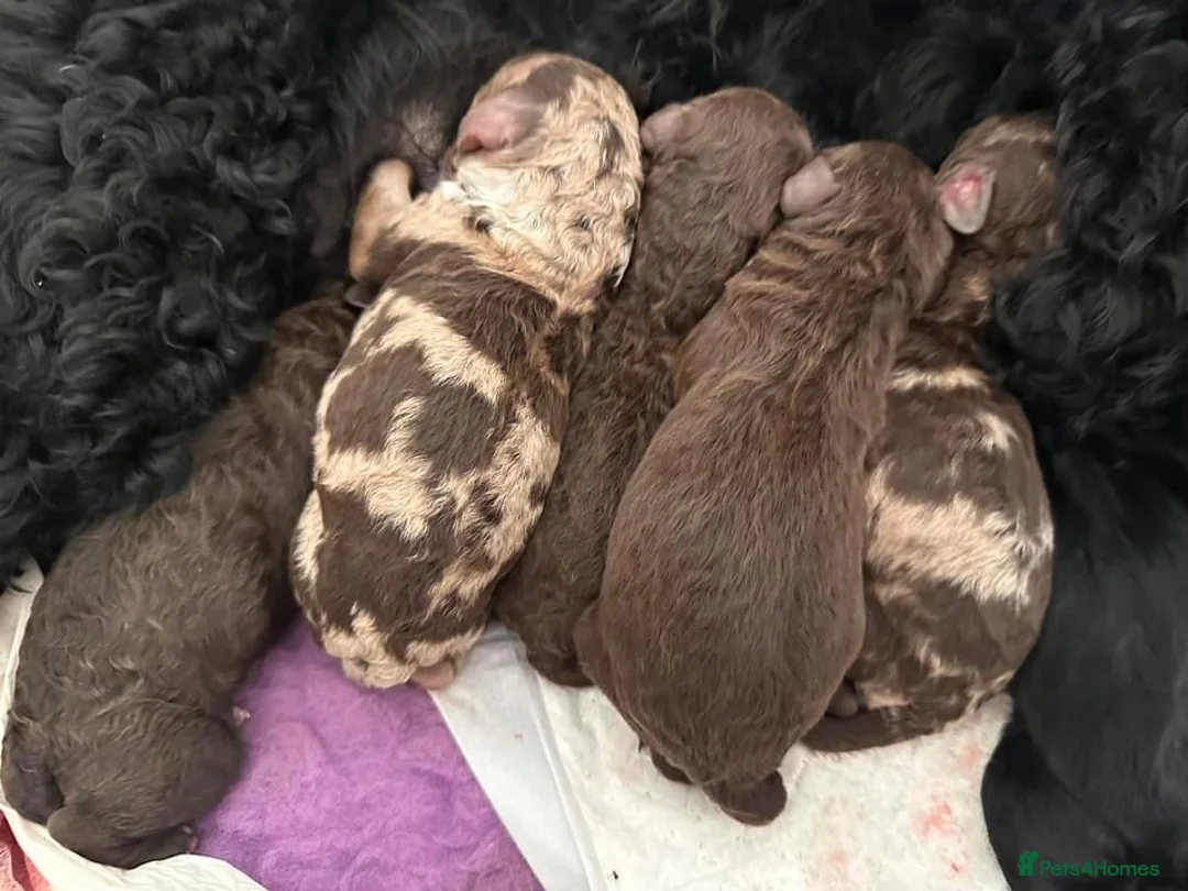 Standard Poodle dogs for stud: Freddie - Professional Stud Service in Eastleigh - Advert 10