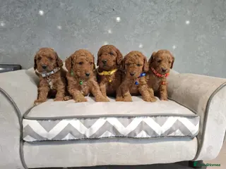 Cockapoo dogs Stunning F1B Cockapoos - Advert 1