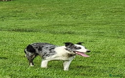 Mixed Breed dogs for sale: 2Males Beautiful puppies left out of 7 . - Image 9