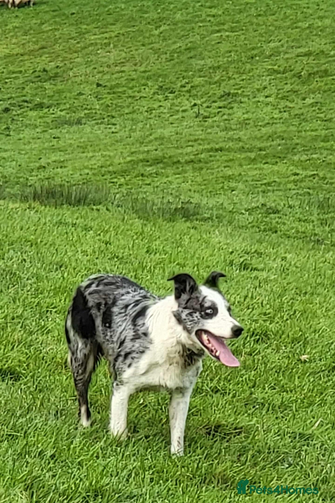 Mixed Breed dogs for sale: 2Males Beautiful puppies left out of 7 . - Image 9