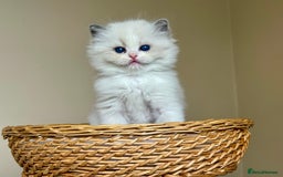 Ragdoll cats for sale: TICA REGISTERED  in Colchester - Image 12