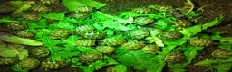 Hermann Tortoise reptiles for sale: Baby Hermann & Spur-thigh Tortoises for sale - Advert 2
