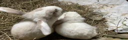 Mini Lop rabbits for sale: Two mini lop rabbits  in Crediton - Advert 5