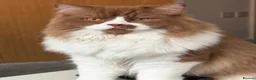 British Longhair cats for stud: GCCF Champion British Longhair proven stud - Advert 2