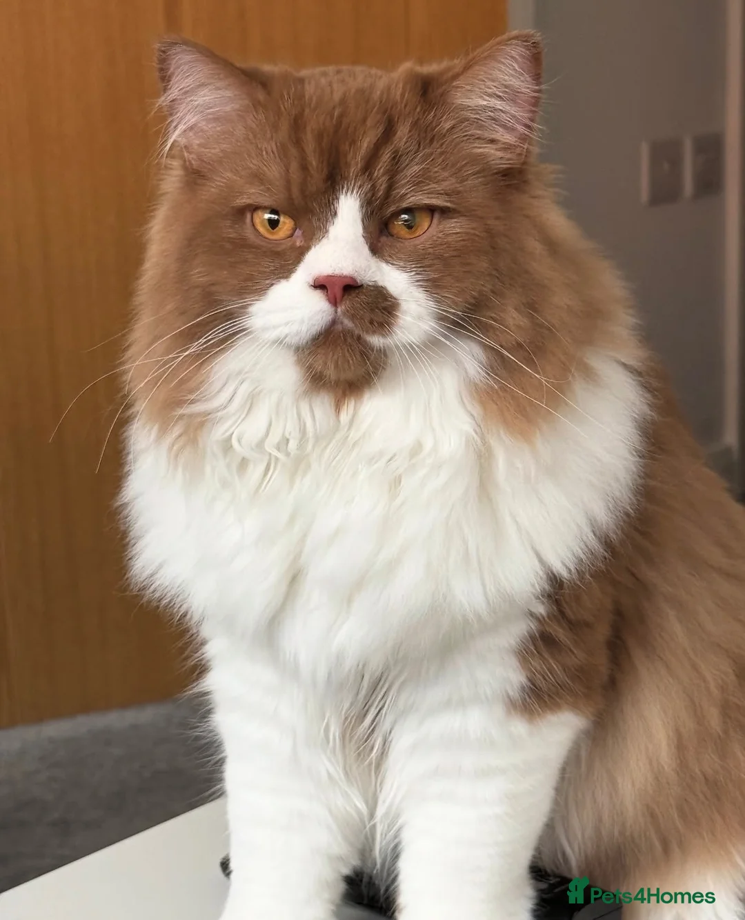 British Longhair cats for stud: GCCF Champion British Longhair proven stud - Advert 2