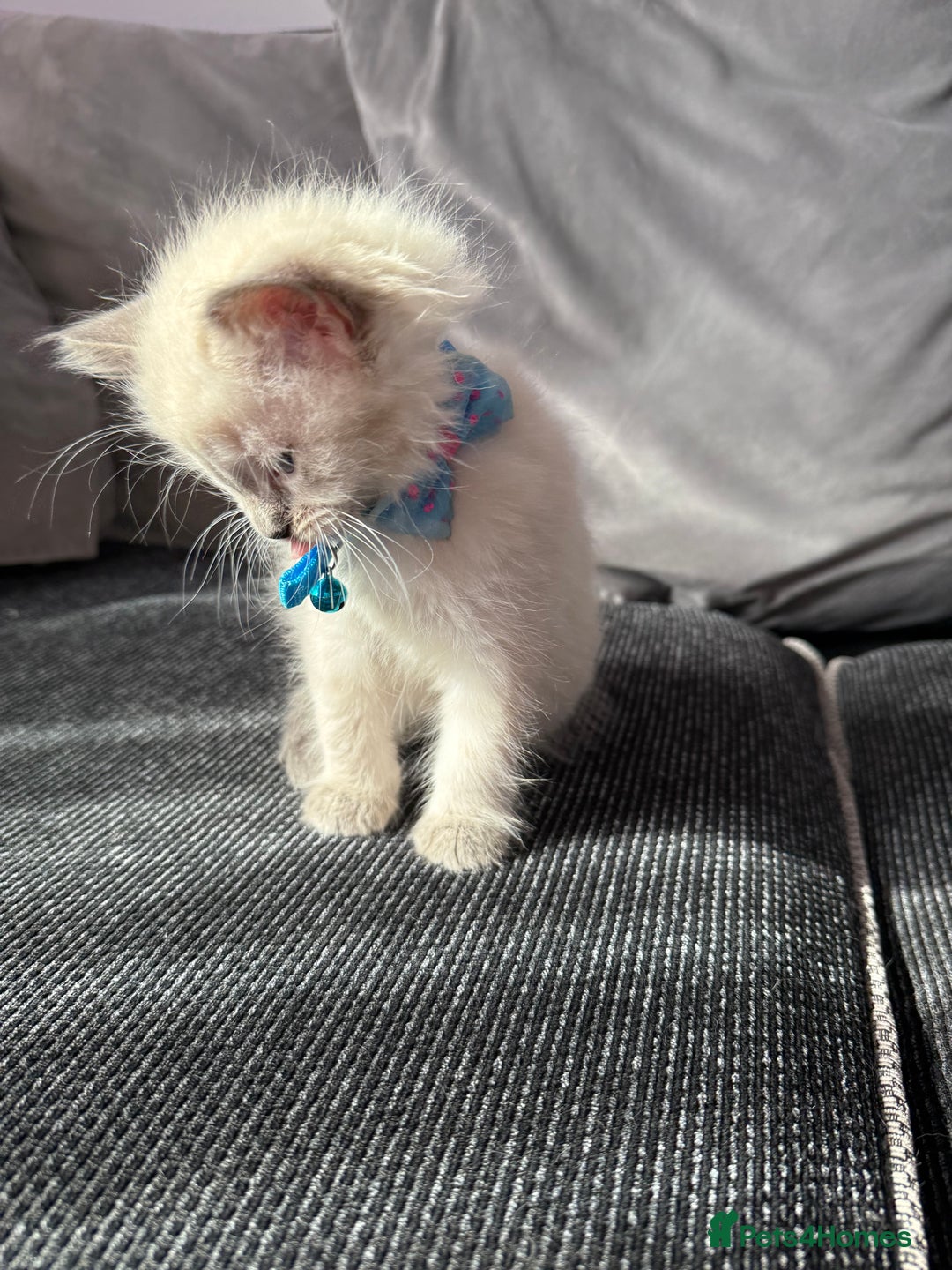 British Shorthair cats for sale: Beautiful BSH 2 male 1 female  - Image 5