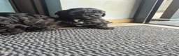 Cavapoo dogs for sale: Multigen cavapoos ONLY 2 AVAILABLE  - Advert 5