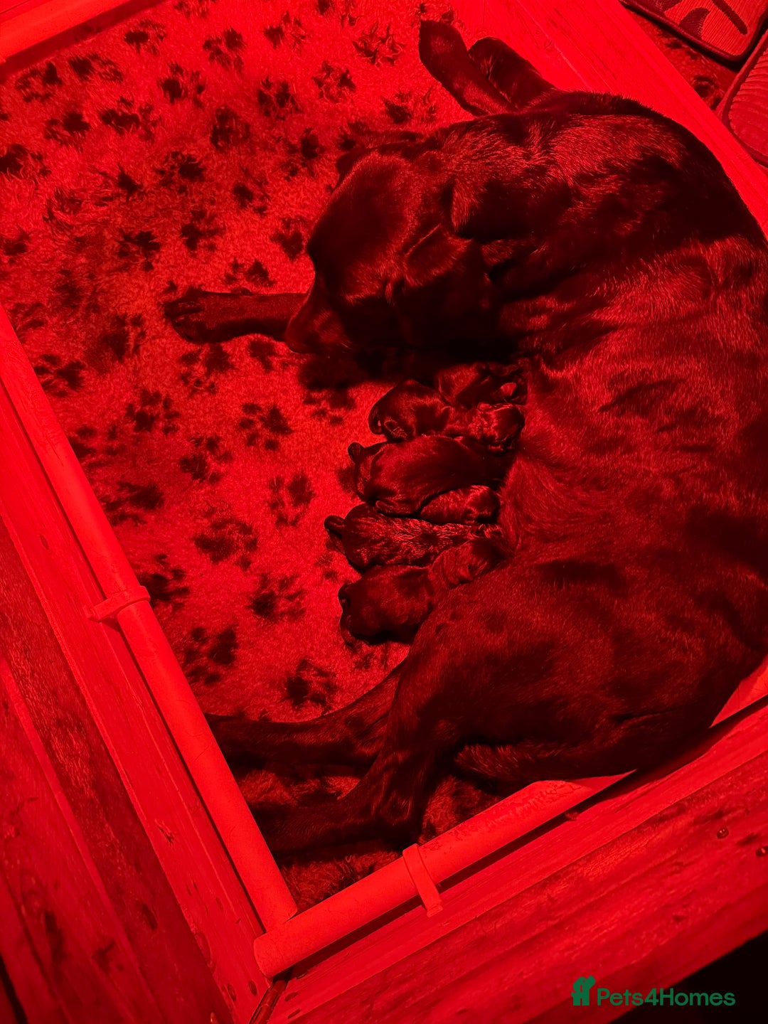 Labrador Retriever dogs for sale: Stunning KC reg black labs READY THIS WEEKEND - Image 3