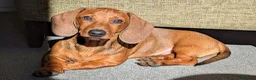 Dachshund dogs for sale: STANDARD dachshund - Advert 2