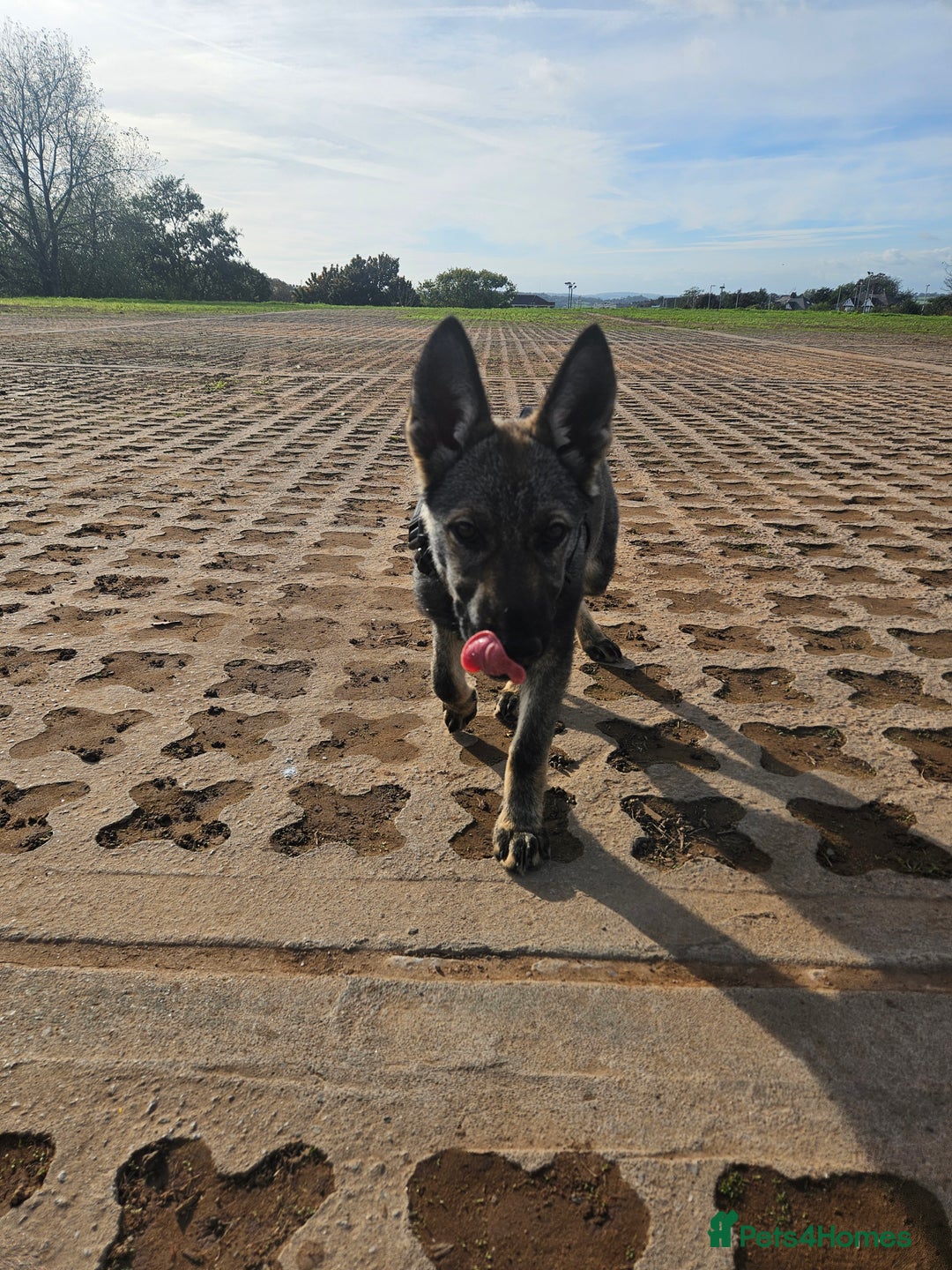 Mixed Breed dogs for sale: Czechoslovakian wolfdog  - Advert 1