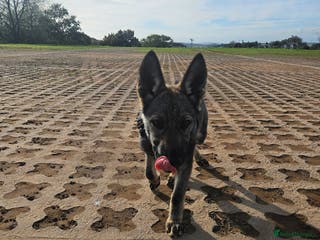 Mixed Breed dogs Czechoslovakian wolfdog - Advert 15