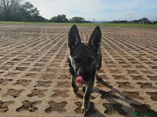 Mixed Breed dogs Czechoslovakian wolfdog - Advert 3