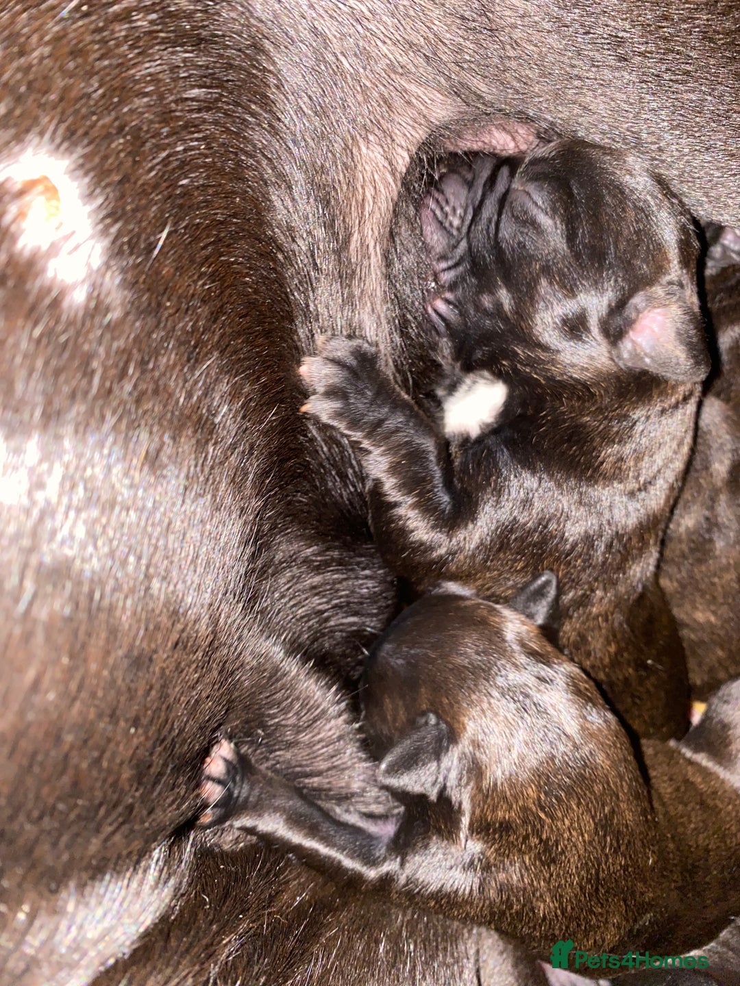 Mixed Breed dogs for sale: 🤩 mum kc boxer dad mini boxer 5 pups rare 🤩 - Advert 29