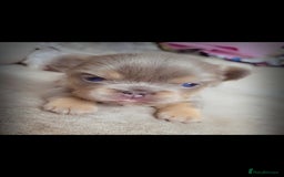 French Bulldog dogs for sale:  🐾Fluffy French Bulldog Isabella&Tan Boys🐾 - Image 5