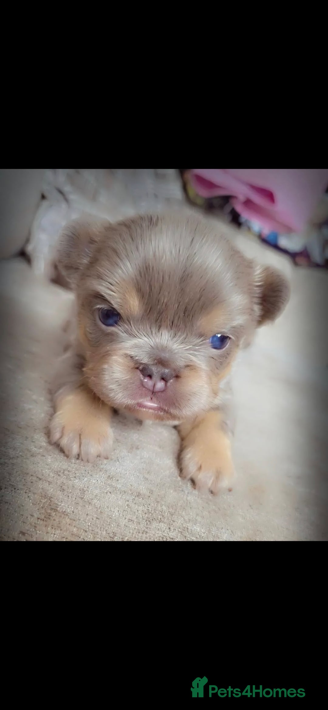 French Bulldog dogs for sale:  🐾Fluffy French Bulldog Isabella&Tan Boys🐾 - Image 5