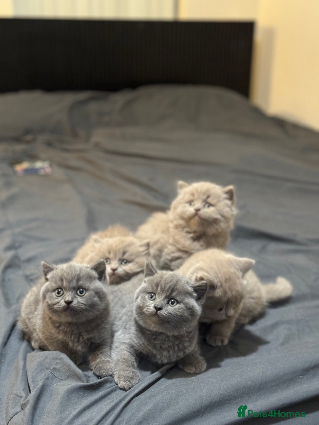 British Shorthair cats for sale: British shorthair blue and lilac  - Image 12
