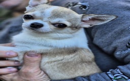 Chihuahua dogs for sale: Beautiful Tiny Young Male Chihuahua AVAILABLE. - Image 13