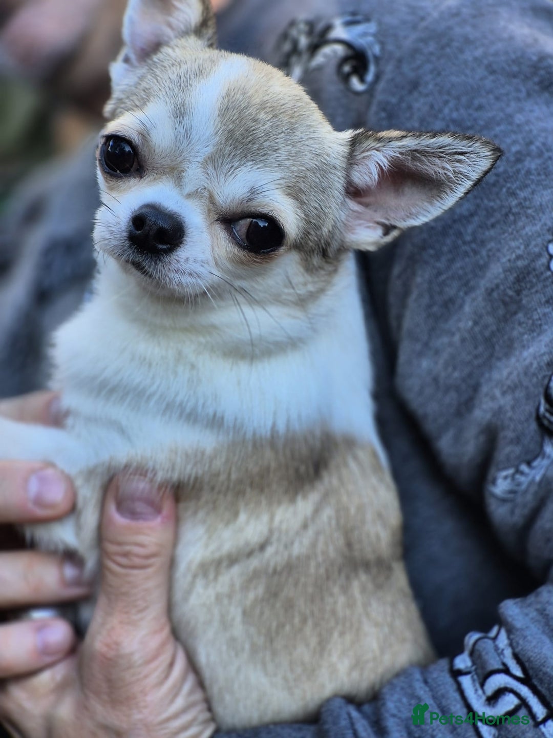 Chihuahua dogs for sale: Beautiful Tiny Young Male Chihuahua AVAILABLE. - Image 13