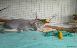 Mini Lop rabbits for sale: 3 x Mini Lops for sale - Image 4