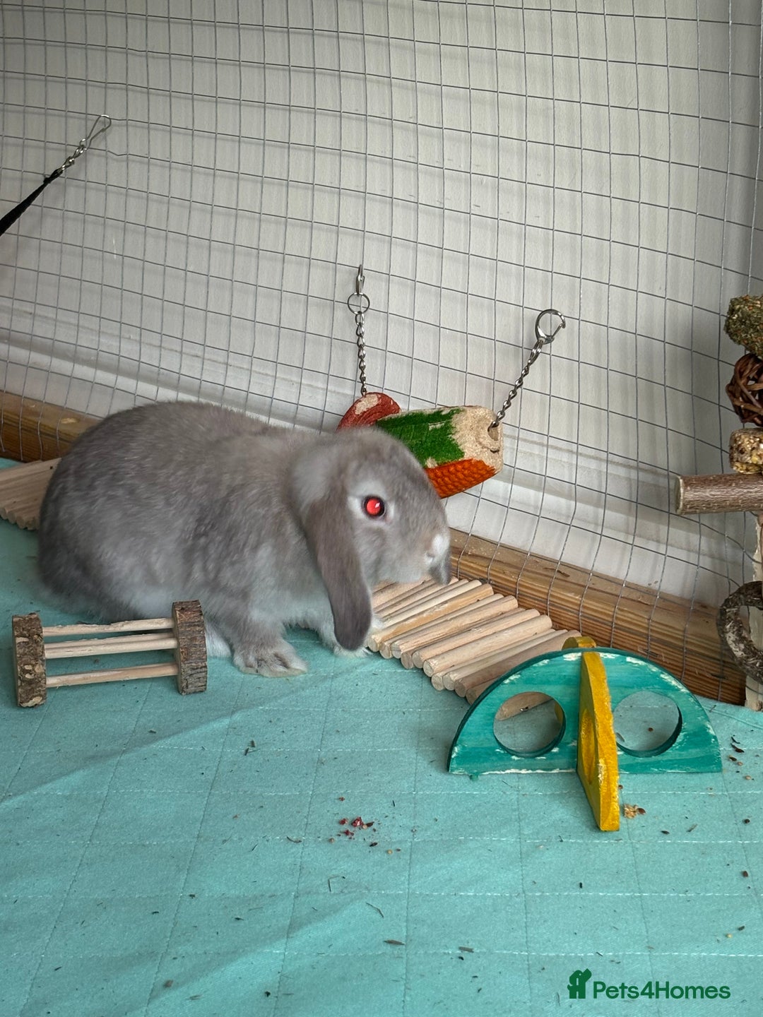 Mini Lop rabbits for sale: 3 x Mini Lops for sale - Image 4
