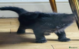 Ragdoll cats for sale: Ragdoll mixed kittens - Image 3