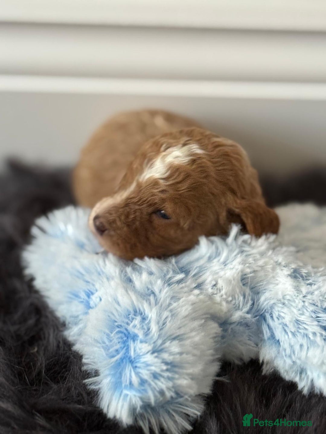 Cavapoo dogs for sale: Beautiful F1b Cavapoo's 🧬 DNA Tested Parents - Image 12