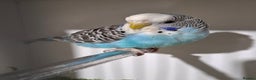 Budgerigars birds for sale: Budgies for sale  - Advert 16