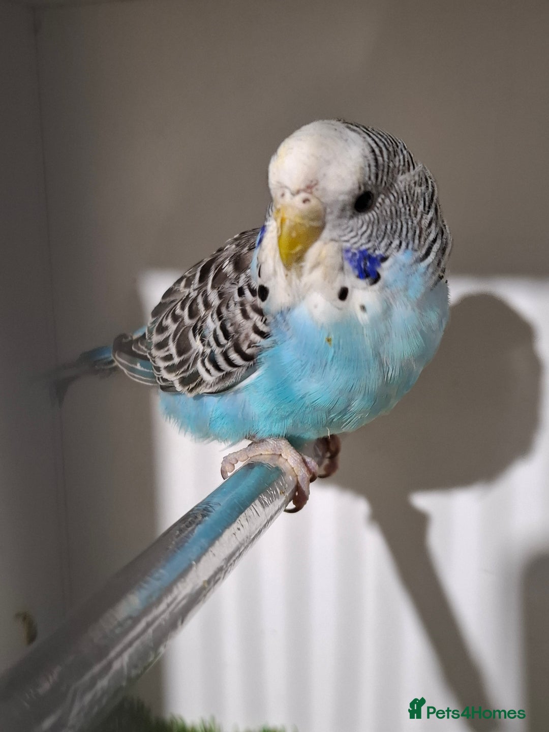 Budgerigars birds for sale: Budgies for sale  - Advert 16