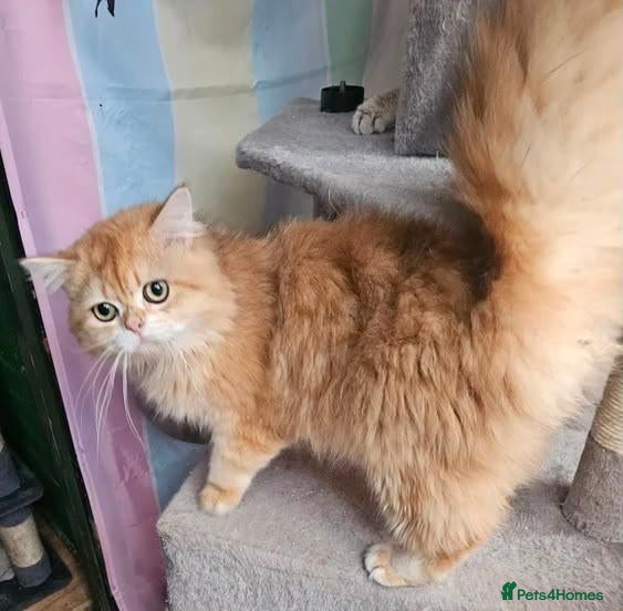 British Shorthair cats Gccf british reg golden series all colours - Advert 2