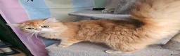 British Shorthair cats for stud: Gccf british reg golden series all colours - Advert 2