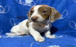 Dachshund dogs for sale: Dachshunds  - Image 18