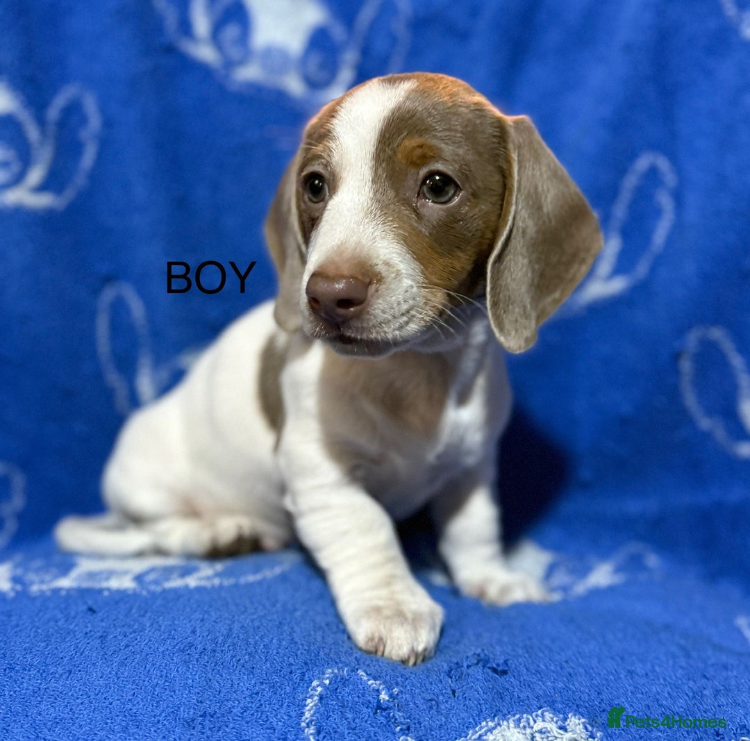 Dachshund dogs for sale: Dachshunds  - Image 18