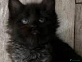Maine Coon cats Xl Stunning Maine coon kittens - Advert 16