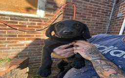 Labrador Retriever dogs for sale: Female black Labradors - Image 6