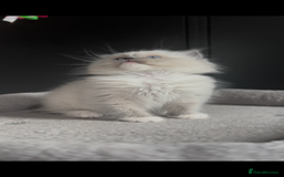 Ragdoll cats for sale: Champion bloodline,full pedigree last Ragdoll boy  - Image 7