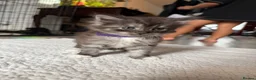 Mixed Breed cats for sale: Half MAINE COON x Domestic Cat - Advert 18