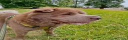 Shar Pei dogs for stud: Yogi Bear for stud 🐶🧸 - Advert 3