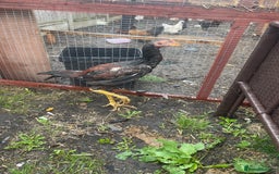 Chickens poultry for sale: Aseel chickens  - Image 2