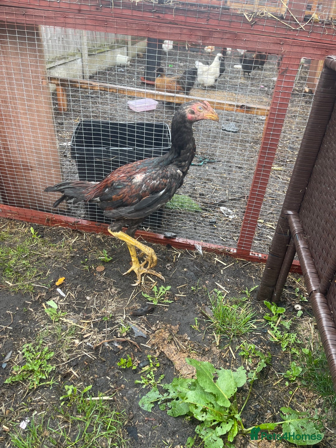 Chickens poultry for sale: Aseel chickens  - Image 2