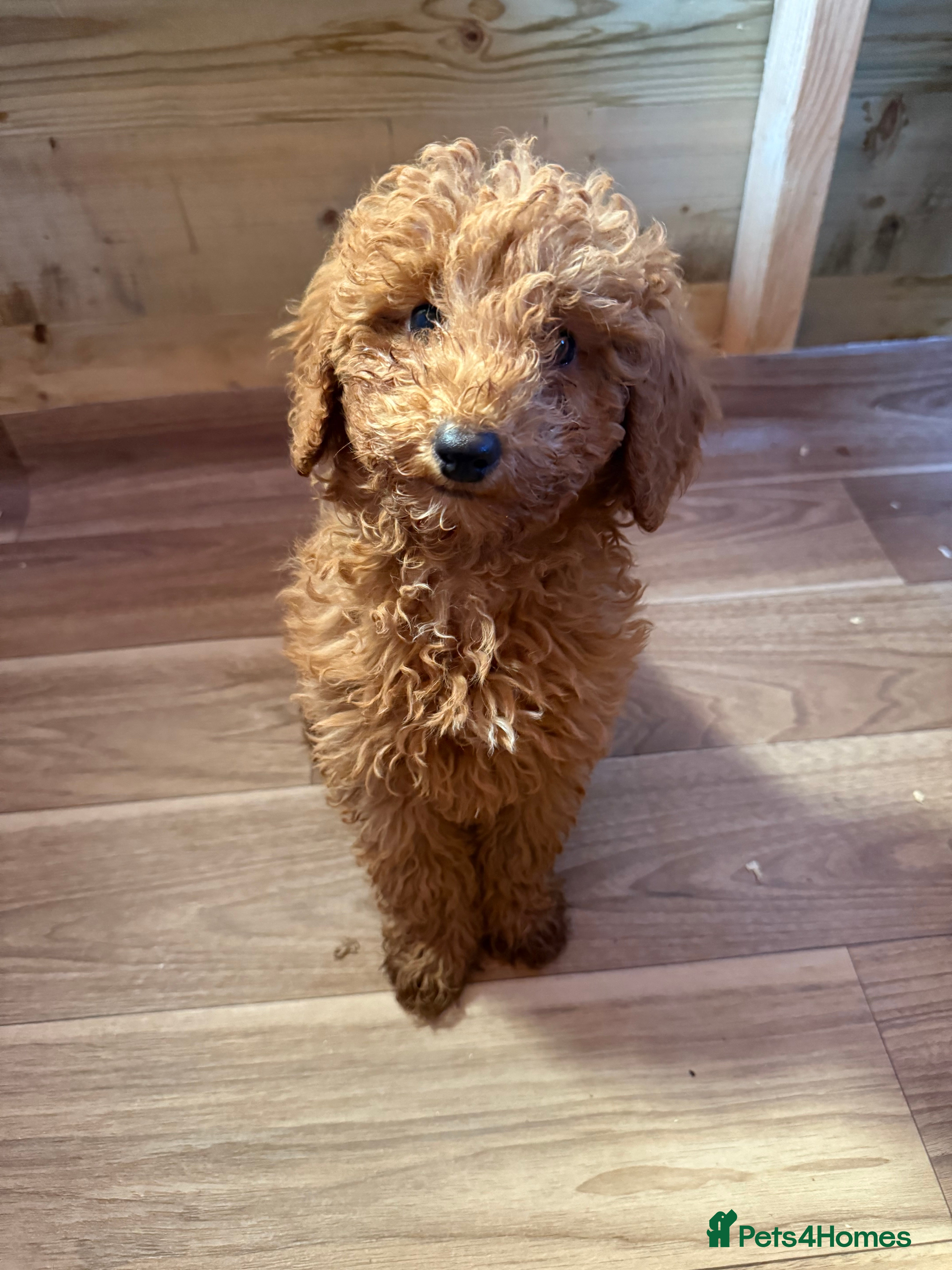 Maltipoo dogs Quality Korean Maltipoos  - Advert 2