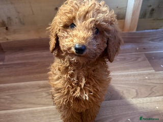 Maltipoo dogs Quality Korean Maltipoos - Advert 1