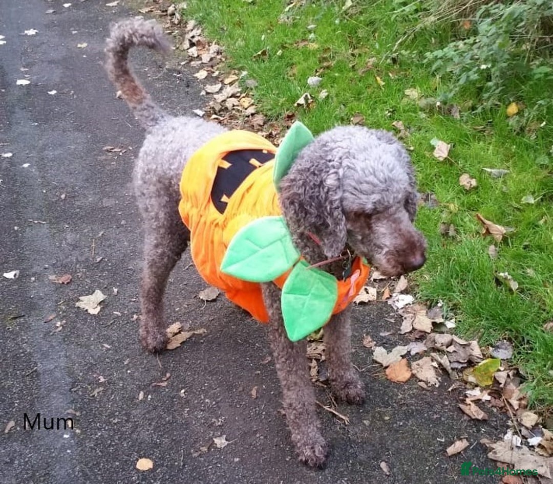 Labradoodle dogs for stud: PROVEN Healthy Labradoodle STUD - Hypoallergenic  - Image 22