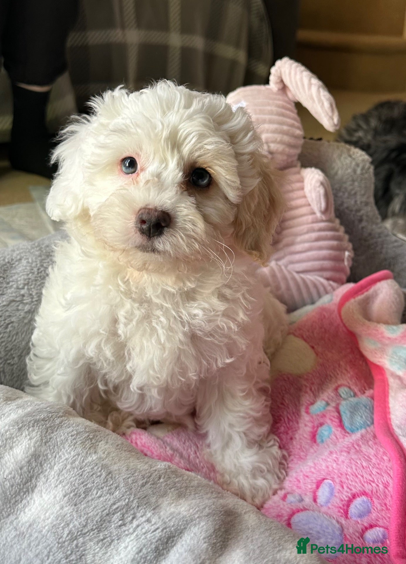 Mixed Breed dogs Last Girl Remaining - Beautiful Shihpoochon Puppy - Advert 1