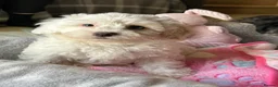Mixed Breed dogs for sale: Last Girl Remaining - Beautiful Shihpoochon Puppy - Advert 7